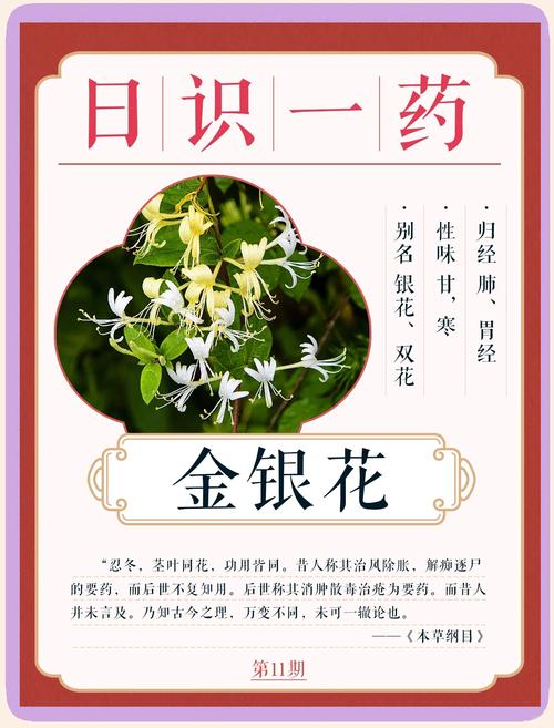 金银花对男人的好处:食用、药用与安全须知 四、常见误区澄清