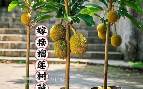 榴莲树苗几年才能结果？从种植到收获的完整周期指南