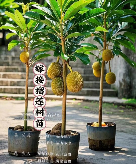 榴莲树苗几年才能结果？从种植到收获的完整周期指南