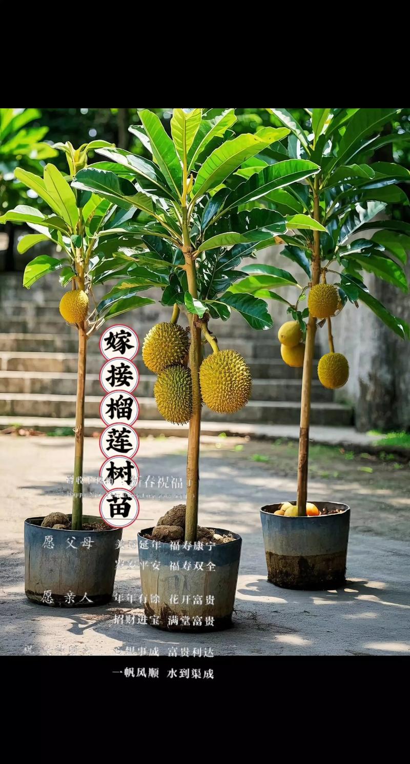 榴莲树苗几年才能结果?从种植到收获的完整周期指南 榴莲树苗几年才能结果?从种植到收获的完整周期指南