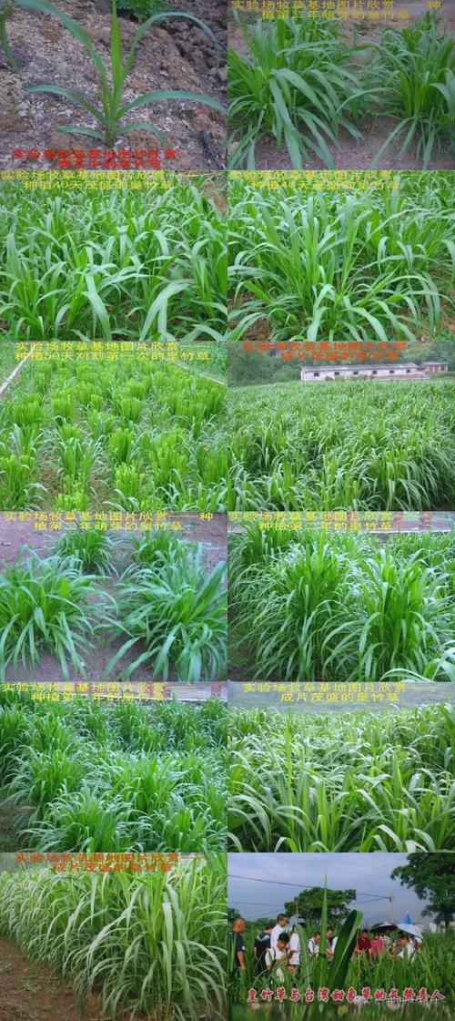 皇竹草什么时候种?最全种植技术指南,成活率提升90%的关键步骤 二、土壤环境