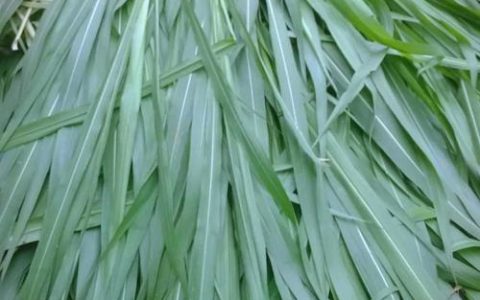 皇竹草什么时候种？最全种植技术指南，成活率提升90%的关键步骤