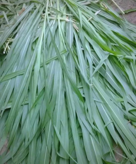 皇竹草什么时候种？最全种植技术指南，成活率提升90%的关键步骤