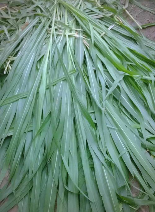 皇竹草什么时候种?最全种植技术指南,成活率提升90%的关键步骤 一、适宜时间