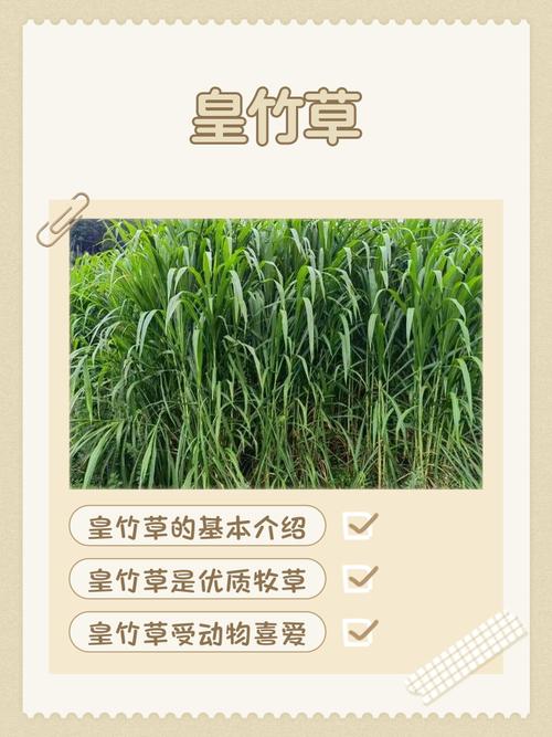 皇竹草什么时候种?最全种植技术指南,成活率提升90%的关键步骤 三、栽前处理(种茎处理)