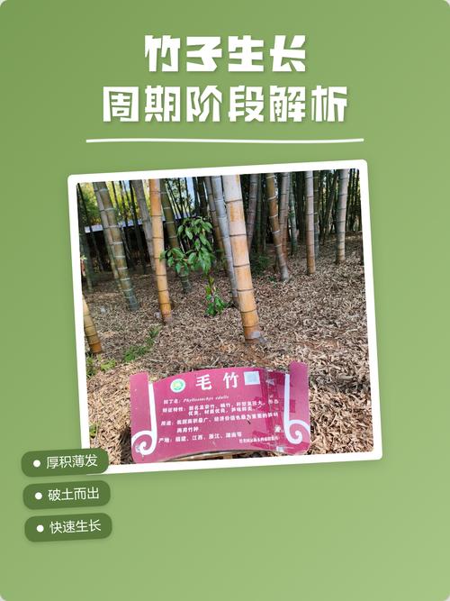 皇竹草什么时候种?最全种植技术指南,成活率提升90%的关键步骤 七、成活注意事项