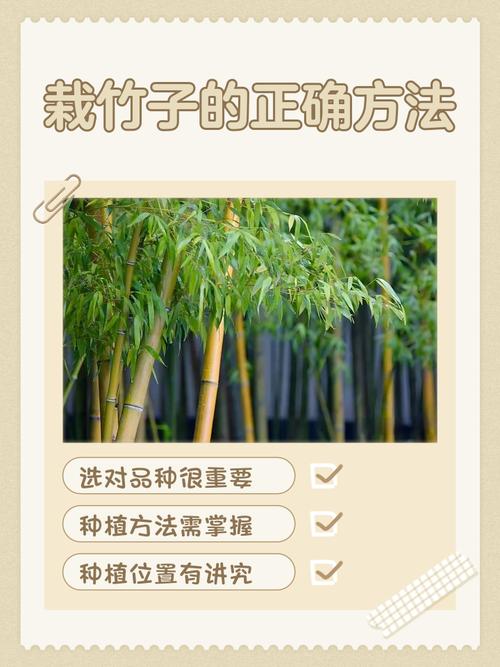 皇竹草什么时候种?最全种植技术指南,成活率提升90%的关键步骤 六、缓苗管理