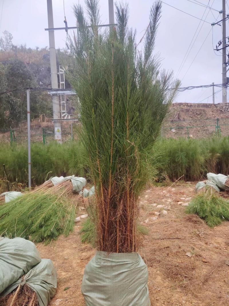马尾松种植行距与完整种植技术指南 二、土壤环境
