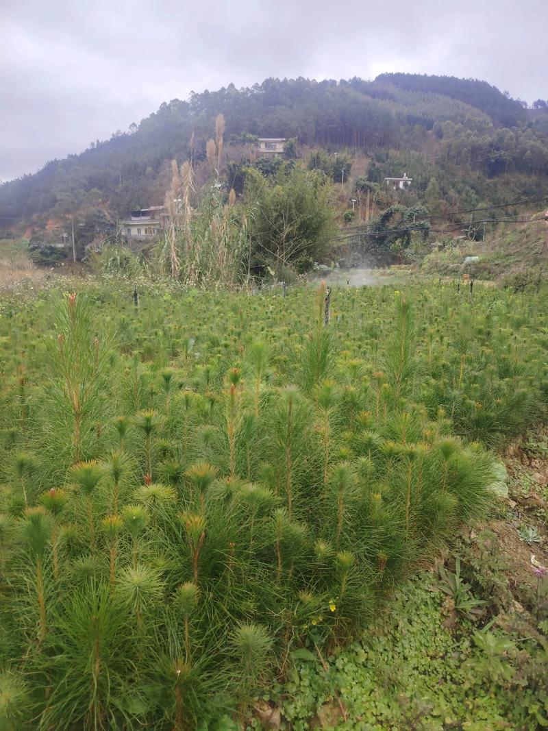 马尾松种植行距与完整种植技术指南 一、适宜时间