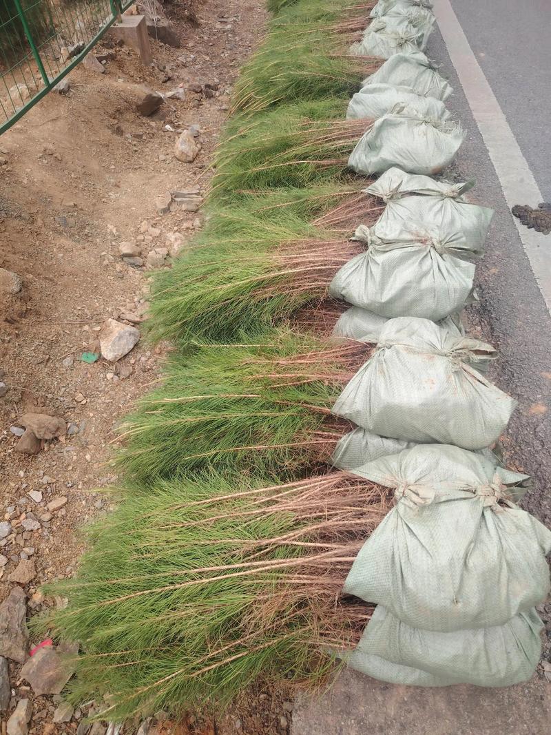 马尾松种植行距与完整种植技术指南 四、栽植深度与行距