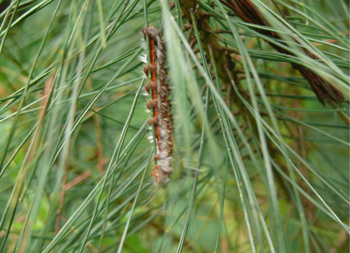 马尾松种植行距与完整种植技术指南 三、栽前处理