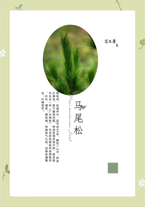 马尾松种植行距与完整种植技术指南 五、浇定根水