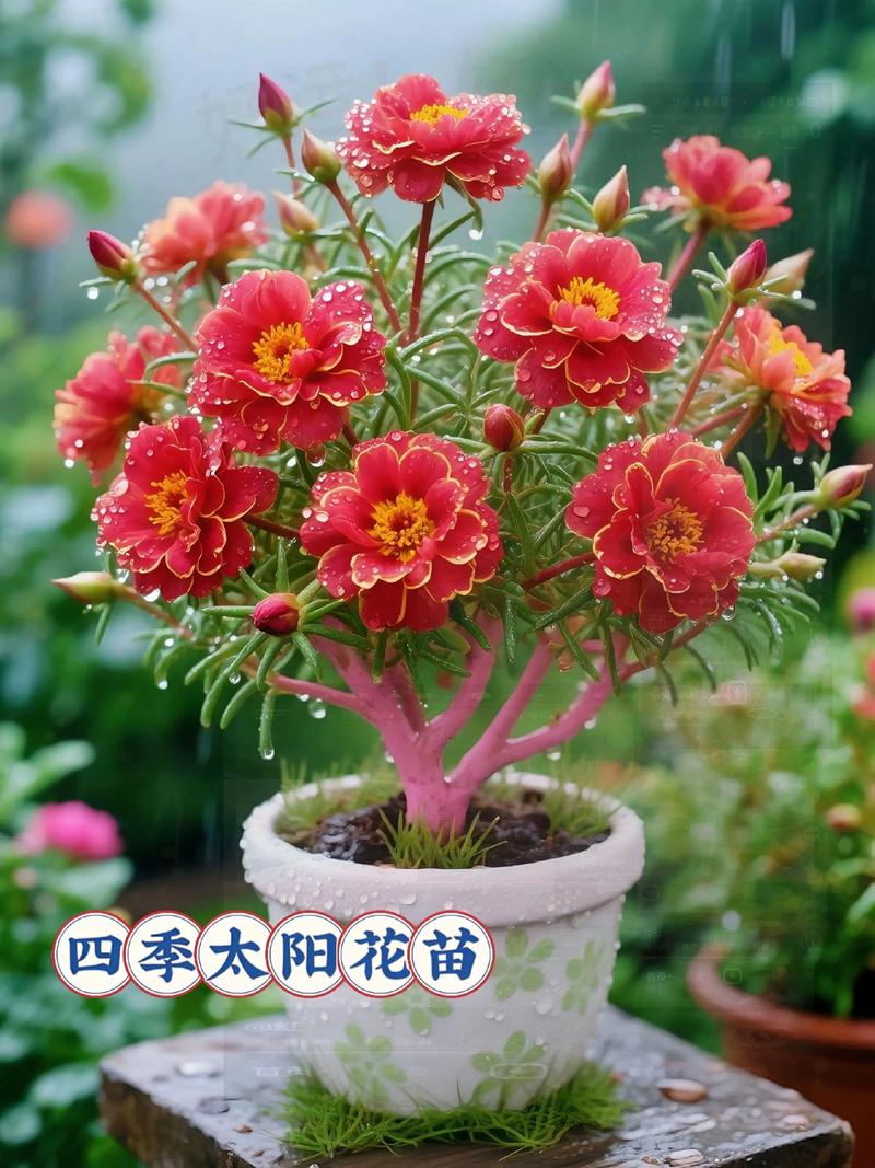 太阳花种植在家里好不好?家庭盆栽养护全攻略 二、盆器与土壤配置:两个关键参数