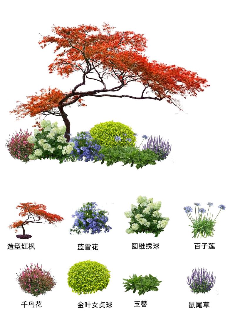 芦苇可以种在院子里吗?科学种植指南与庭院设计全解析 三、文化寓意与科学解读