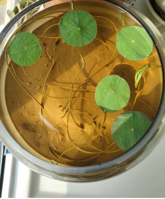 碗莲什么时候种？一份可执行的碗莲种植时间与全流程指南