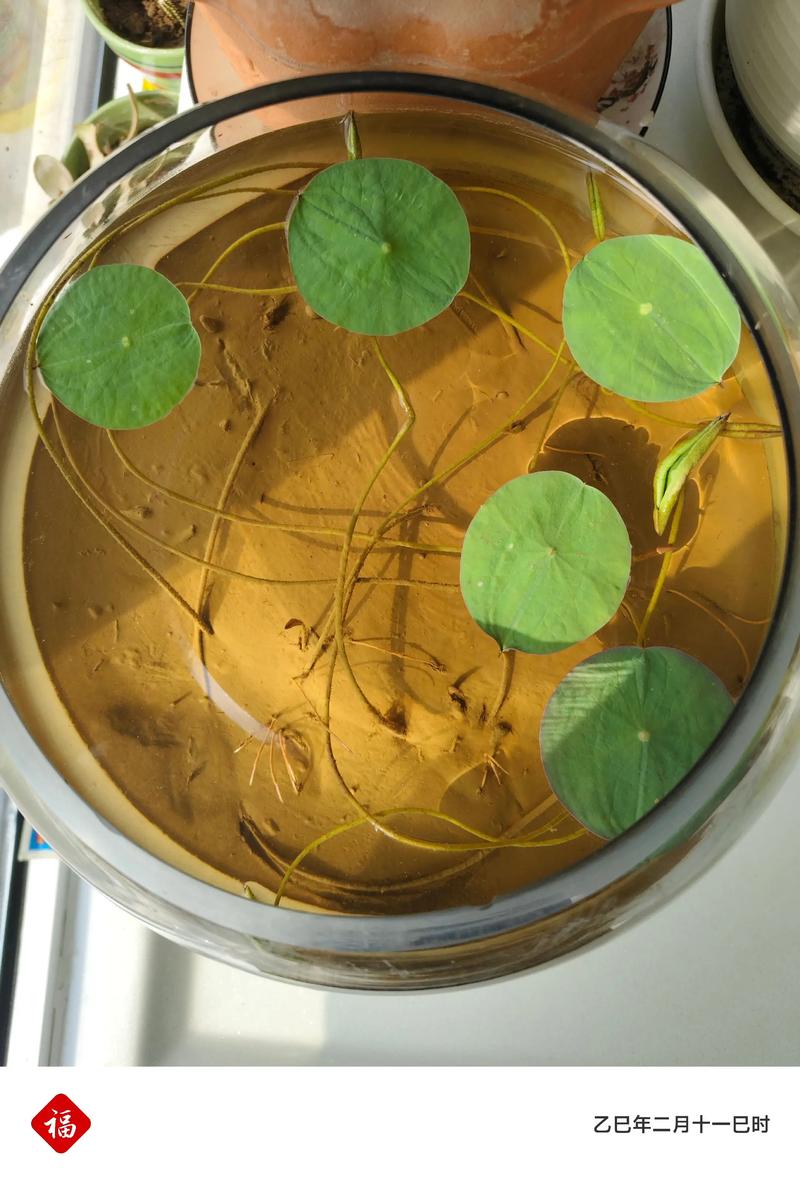 碗莲什么时候种？一份可执行的碗莲种植时间与全流程指南