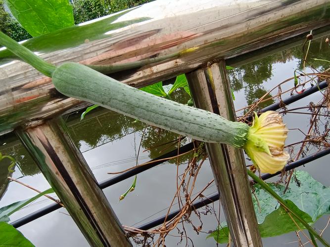 丝瓜不授粉能结果吗?掌握人工授粉技巧让丝瓜高产不落花 丝瓜不授粉能结果吗?掌握人工授粉技巧让丝瓜高产不落花