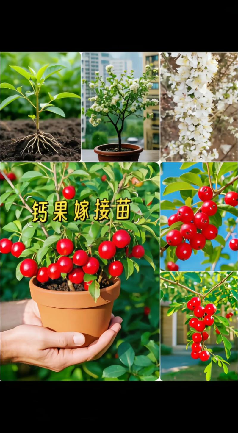 钙果树苗多少钱一颗?2026年最新价格区间与选购指南 产地影响价格:主产区价格低10%-20%