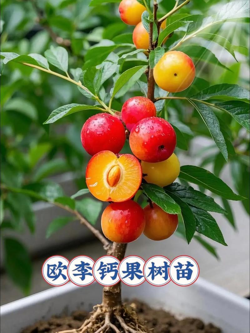 钙果树苗多少钱一颗?2026年最新价格区间与选购指南 数量影响价格:批发价仅为零售价的50%-60%