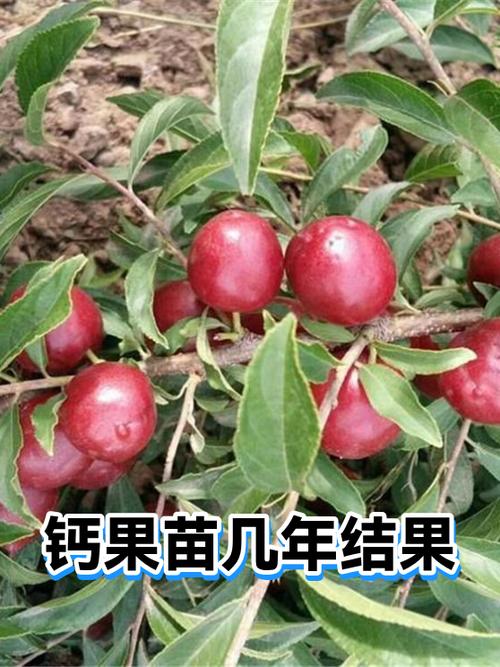 钙果树苗多少钱一颗?2026年最新价格区间与选购指南 咨询指南