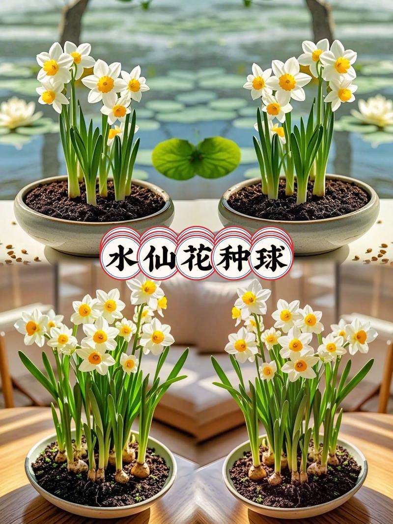 水仙花种植全攻略:从选球到开花的完整操作指南 二、土壤环境