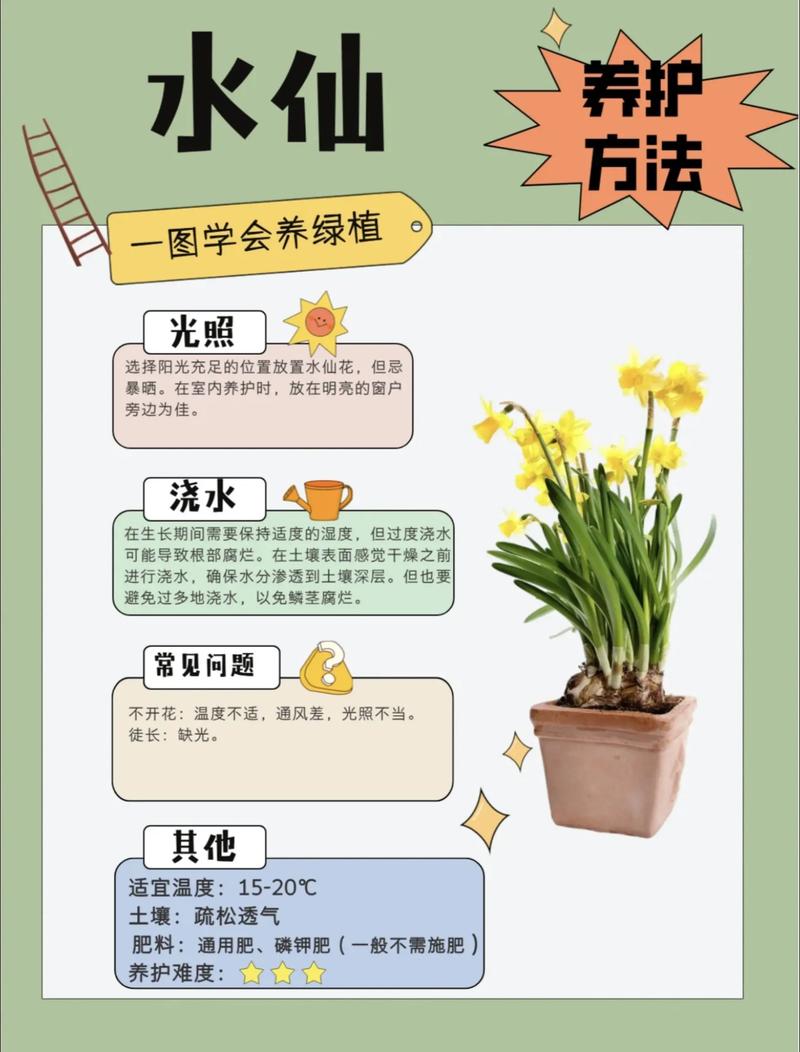 水仙花种植全攻略:从选球到开花的完整操作指南 四、栽植深度