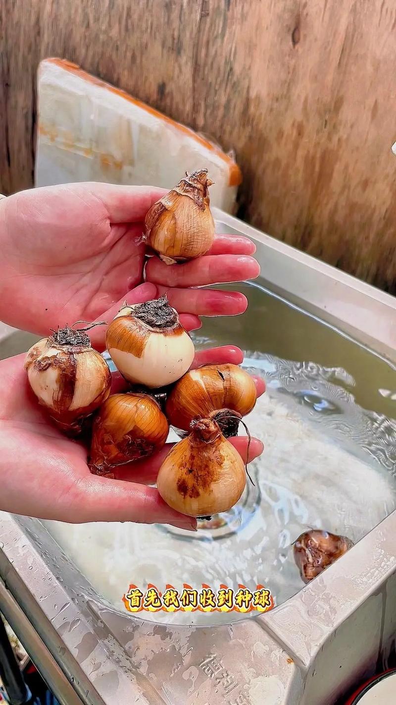 水仙花种植全攻略:从选球到开花的完整操作指南 五、浇定根水