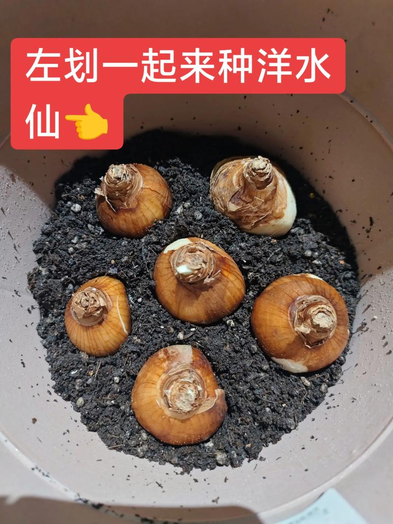 水仙花种植全攻略:从选球到开花的完整操作指南 三、栽前处理
