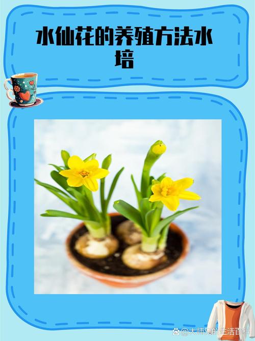 水仙花种植全攻略:从选球到开花的完整操作指南 七、成活注意事项