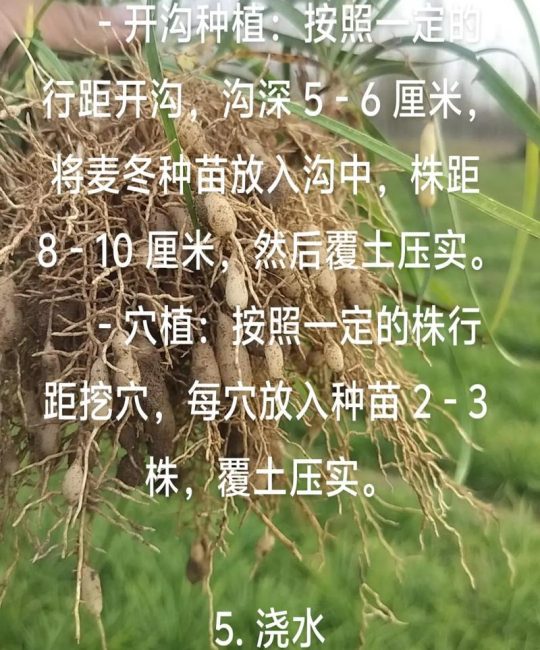 北方牧草种植全攻略：耐寒、高产、因地制宜的品种选择指南