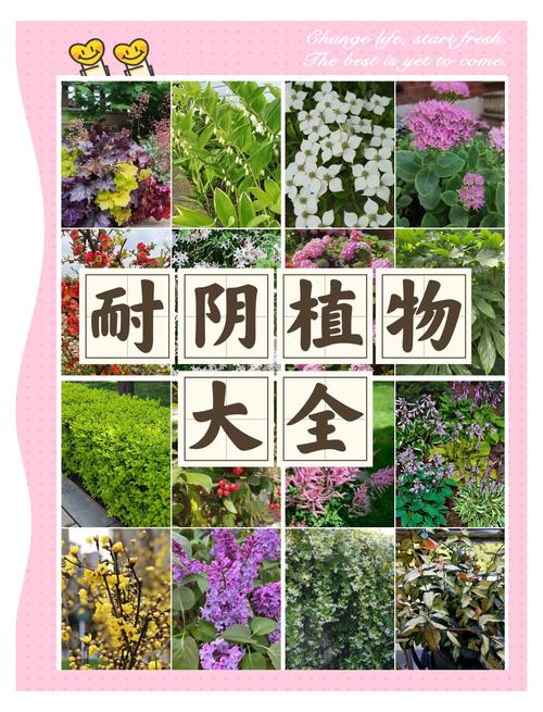 北方牧草种植全攻略:耐寒、高产、因地制宜的品种选择指南 二、无芒雀麦(Bromus inermis)