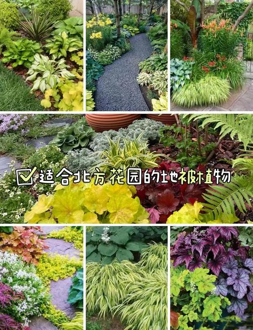 北方牧草种植全攻略:耐寒、高产、因地制宜的品种选择指南 四、多年生黑麦草(Lolium perenne)