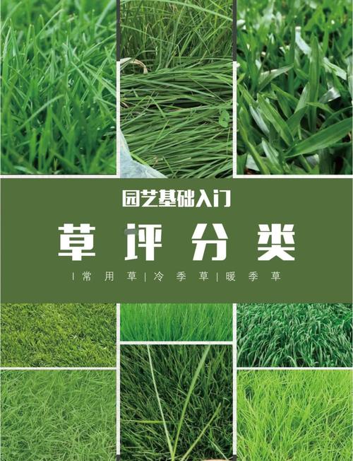 北方牧草种植全攻略:耐寒、高产、因地制宜的品种选择指南 三、冰草(Agropyron cristatum)