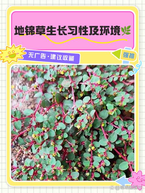 北方牧草种植全攻略:耐寒、高产、因地制宜的品种选择指南 八、沙打旺(Astragalus adsurgens)