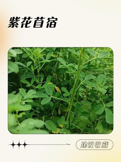 北方牧草种植全攻略:耐寒、高产、因地制宜的品种选择指南 七、红豆草(Onobrychis viciifolia)