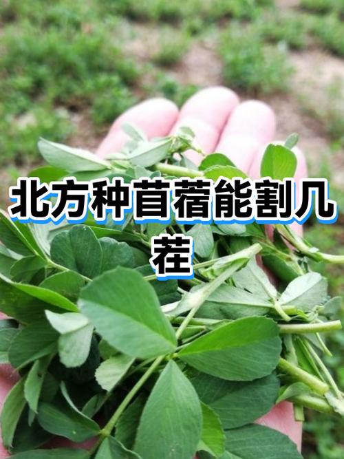 北方牧草种植全攻略:耐寒、高产、因地制宜的品种选择指南 南北种植差异化核心(北方篇)