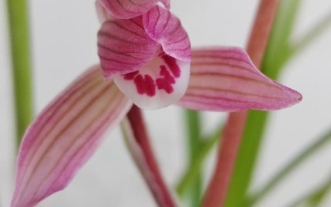 兰花映山红是什么品种？揭开“花中西施”的神秘面纱