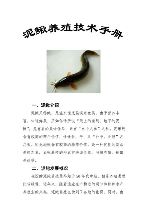 泥鳅苗怎么培养:从孵化到放养的完整技术指南 二、放苗时机与密度