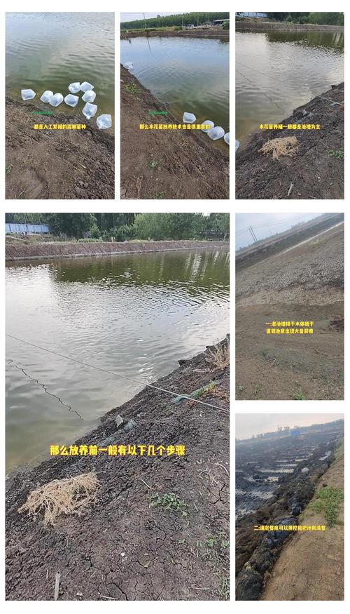 泥鳅苗怎么培养:从孵化到放养的完整技术指南 四、水质管理与增氧