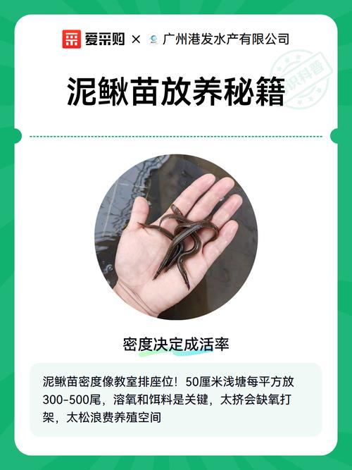 泥鳅苗怎么培养:从孵化到放养的完整技术指南 六、日常管理要点