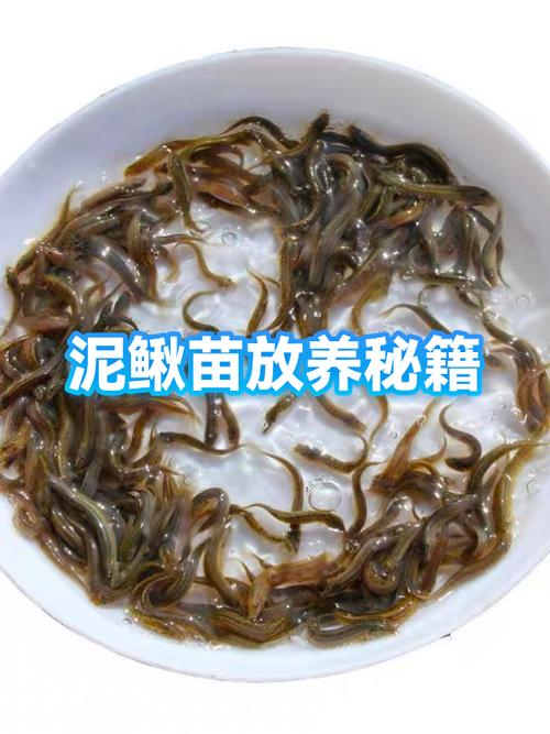 泥鳅苗怎么培养:从孵化到放养的完整技术指南 结语