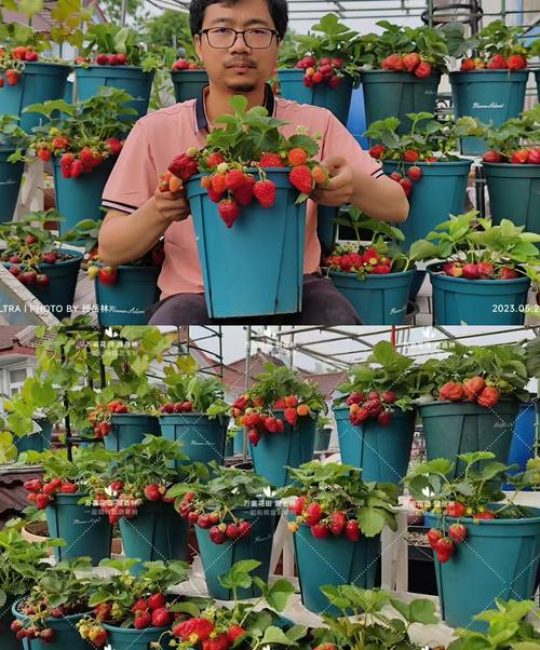 种植草莓适合什么土壤？