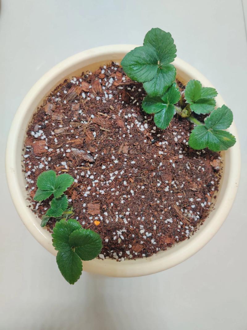 种植草莓适合什么土壤? 三、栽前处理:苗好,土也要到位