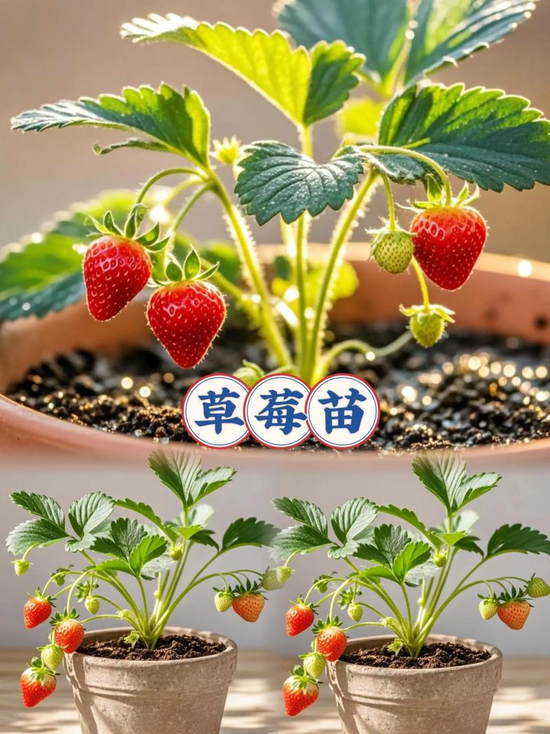 种植草莓适合什么土壤? 七、成活注意事项:看这3点就知道活没活