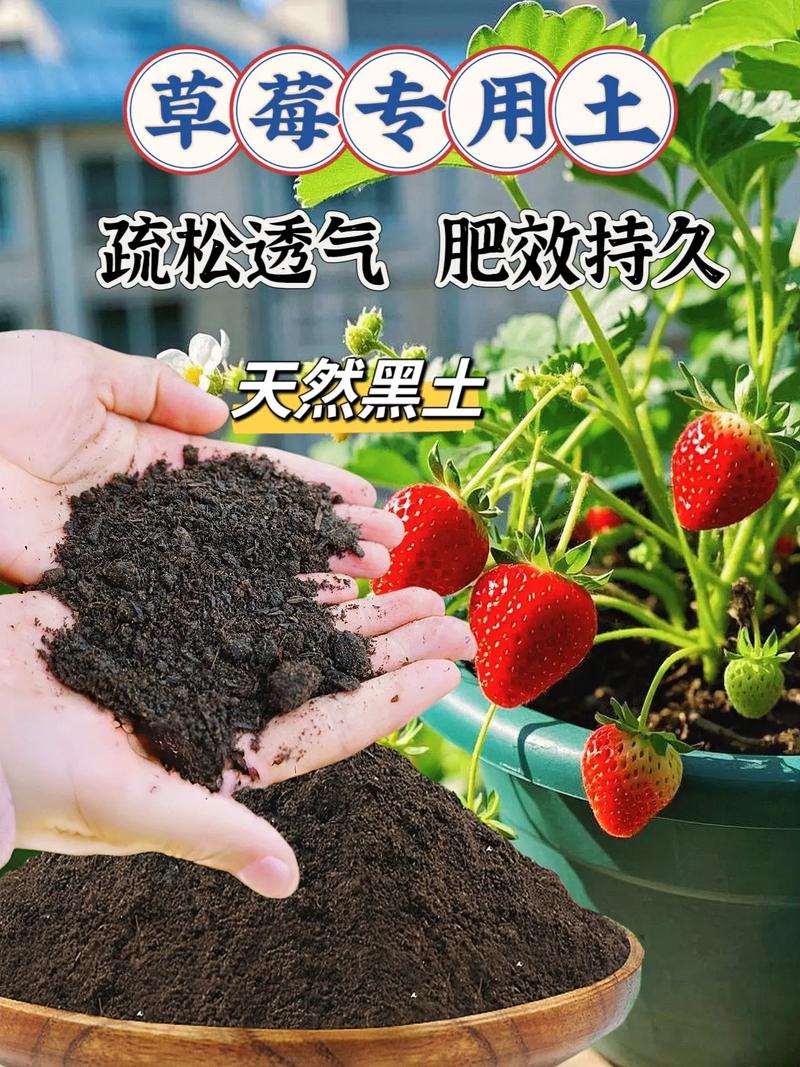种植草莓适合什么土壤? 结语