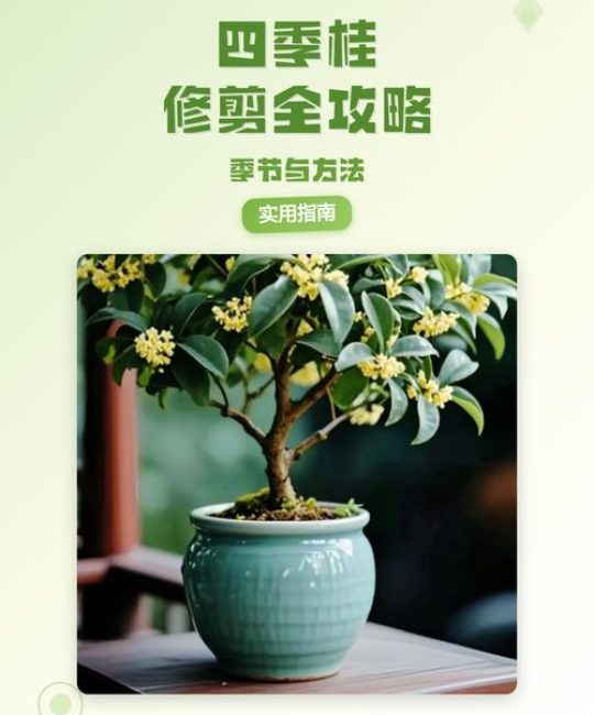 四季桂花树修剪指南：掌握最佳时机，香气更持久