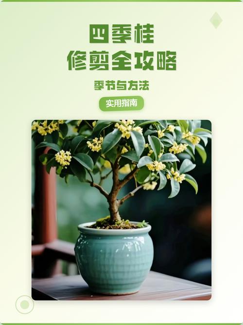 四季桂花树修剪指南:掌握最佳时机,香气更持久 四季桂花树修剪指南:掌握最佳时机,香气更持久