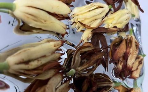 玉兰花干花制作全攻略