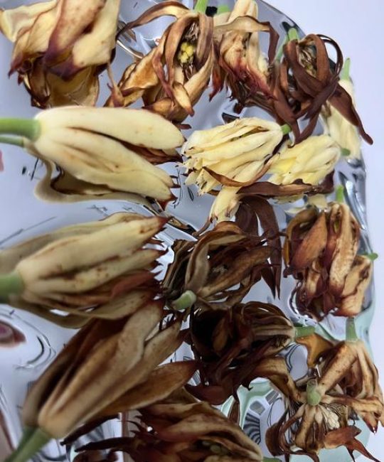 玉兰花干花制作全攻略