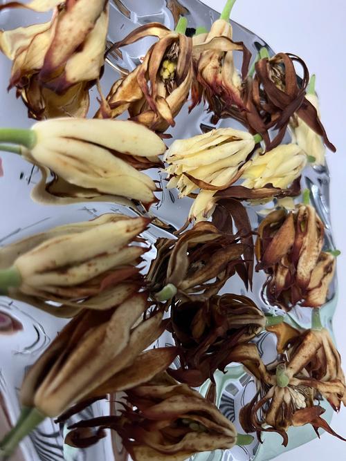 玉兰花干花制作全攻略 选材与采收时机